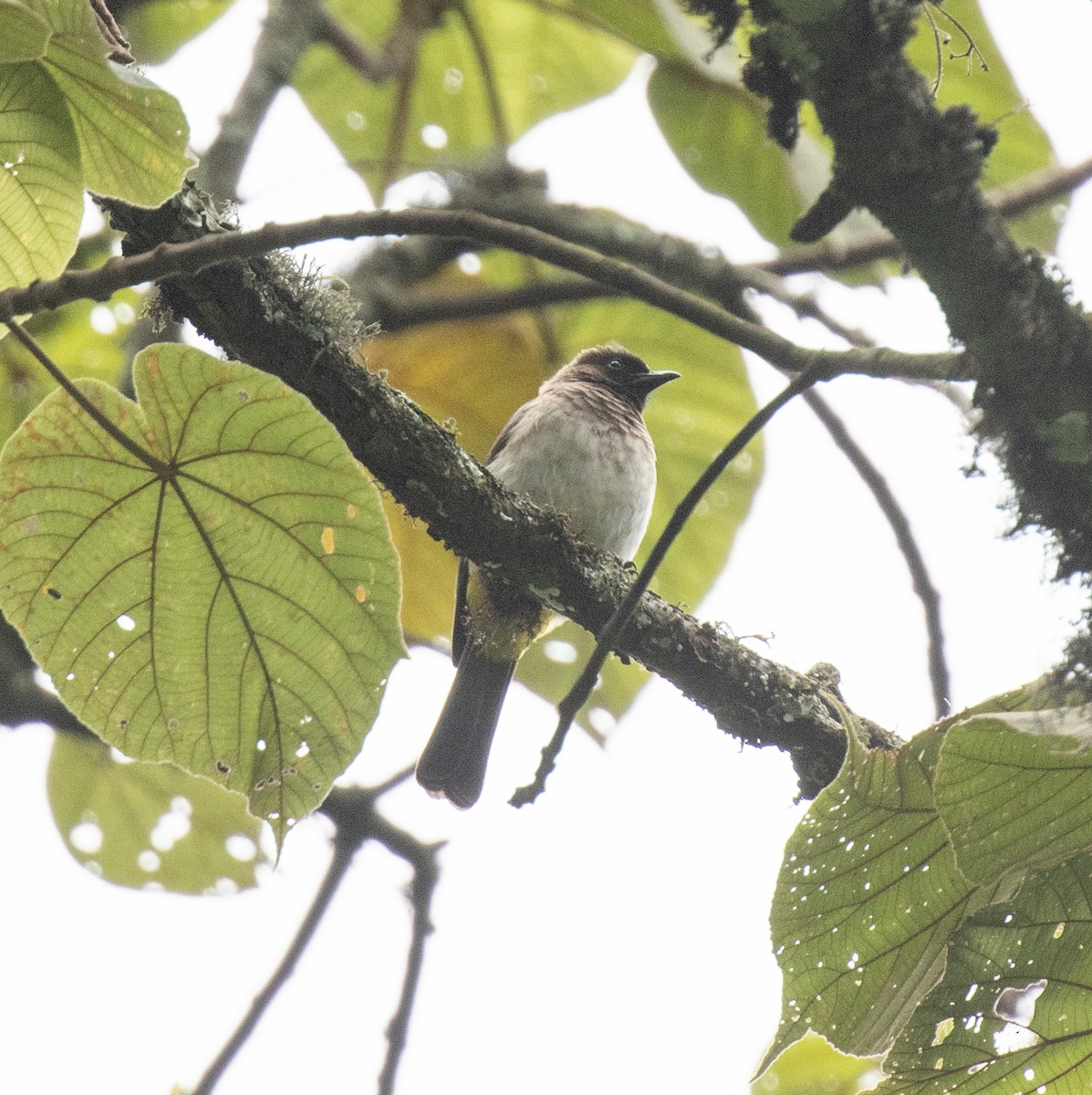 Common Bulbul (Dark-capped) - ML647492541