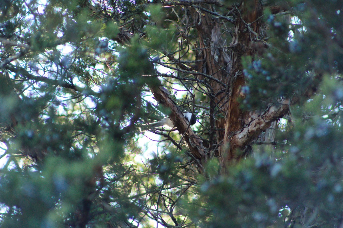 Black-capped Chickadee - ML647492542