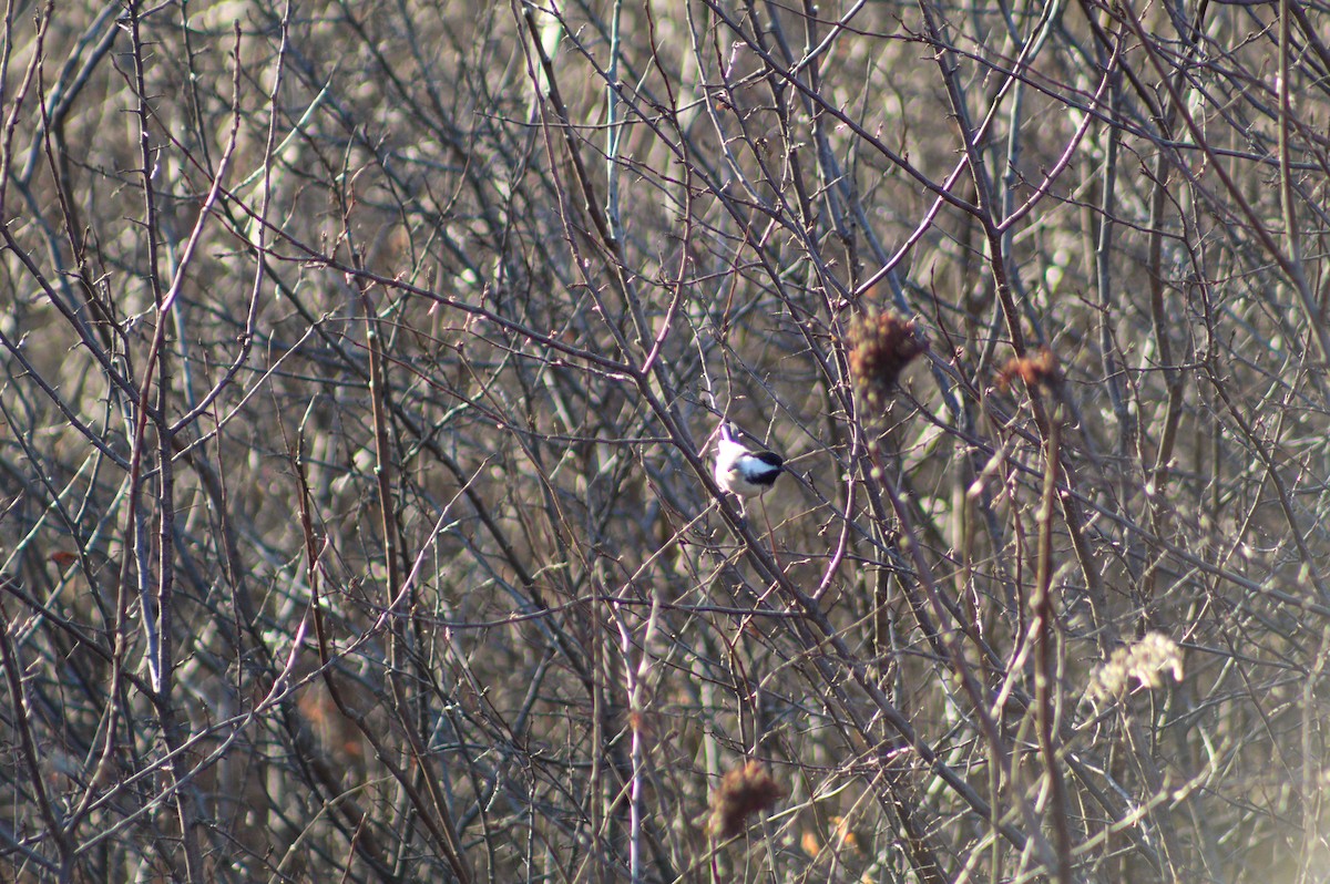 Black-capped Chickadee - ML647492545