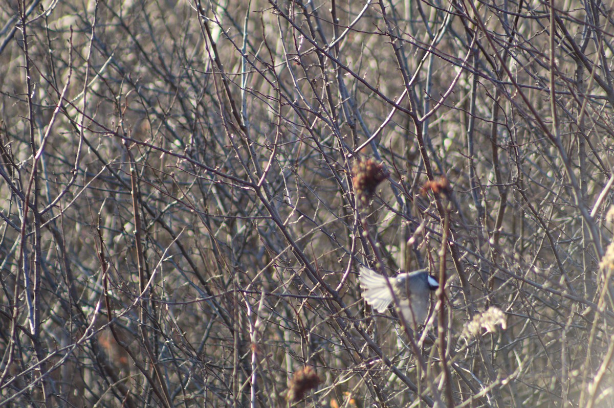 Black-capped Chickadee - ML647492546