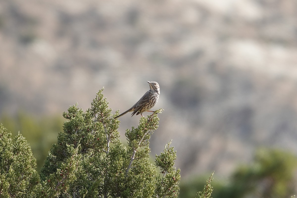 Sage Thrasher - ML647492547