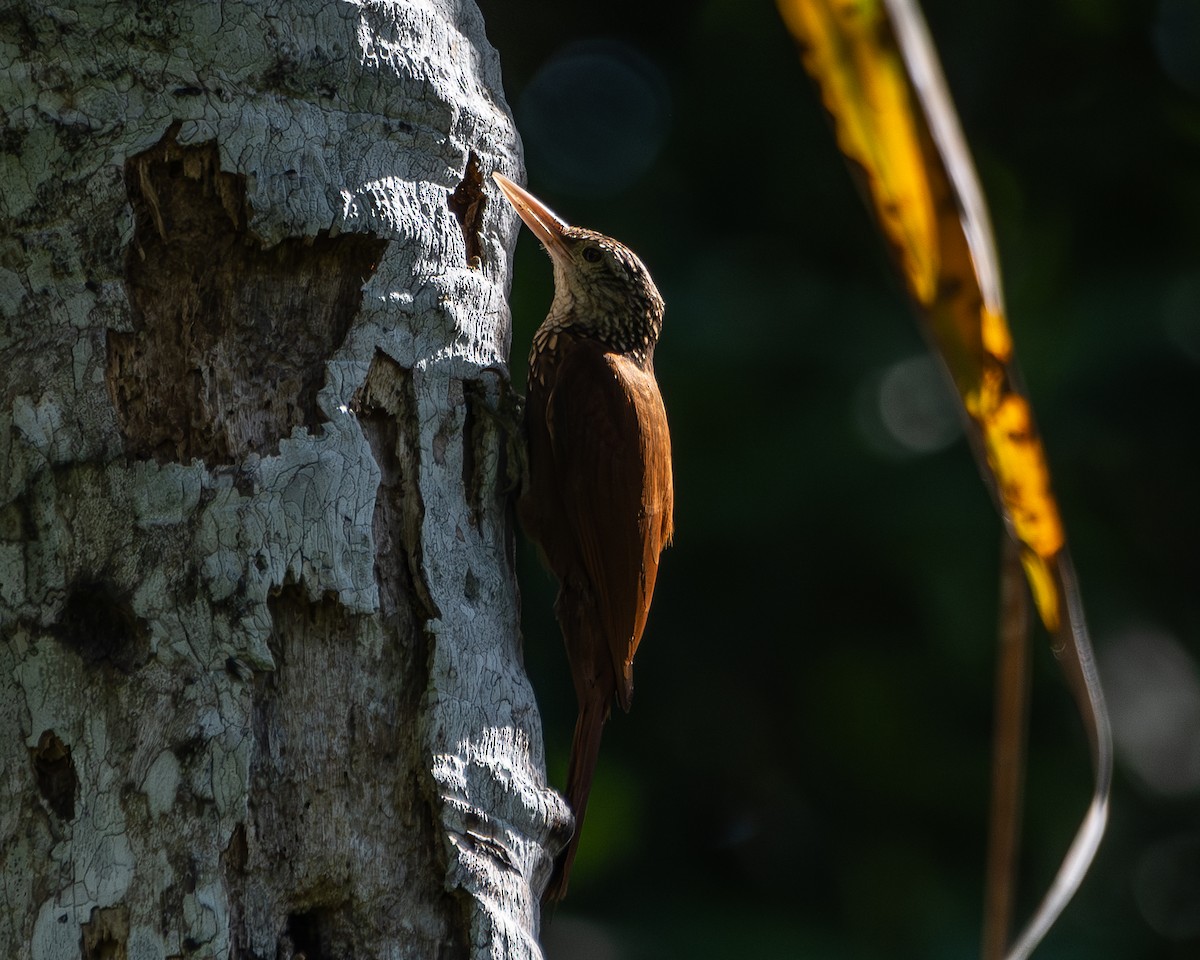 Straight-billed Woodcreeper - ML647492549