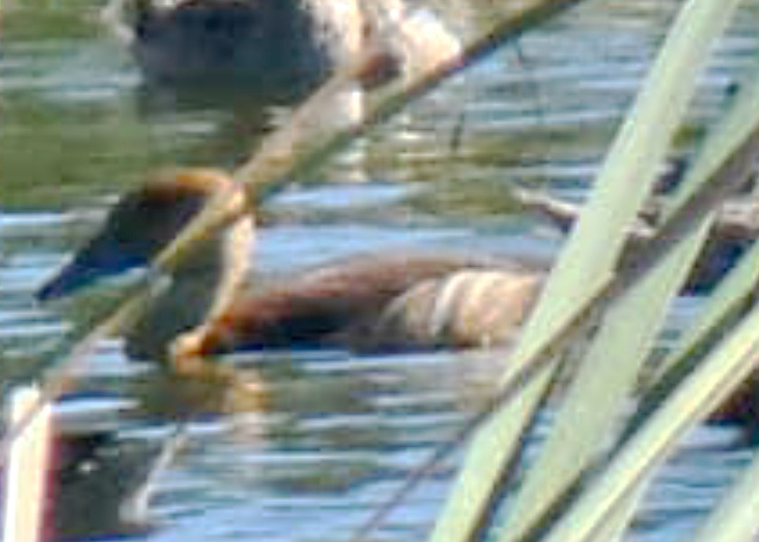 Fulvous Whistling-Duck - ML647492552