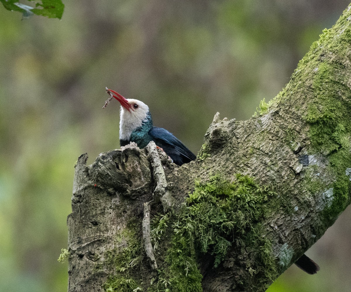 White-headed Woodhoopoe (bollei/jacksoni) - ML647492553