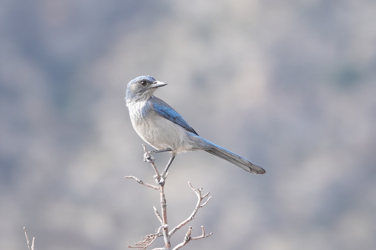 Woodhouse's Scrub-Jay - ML647492558