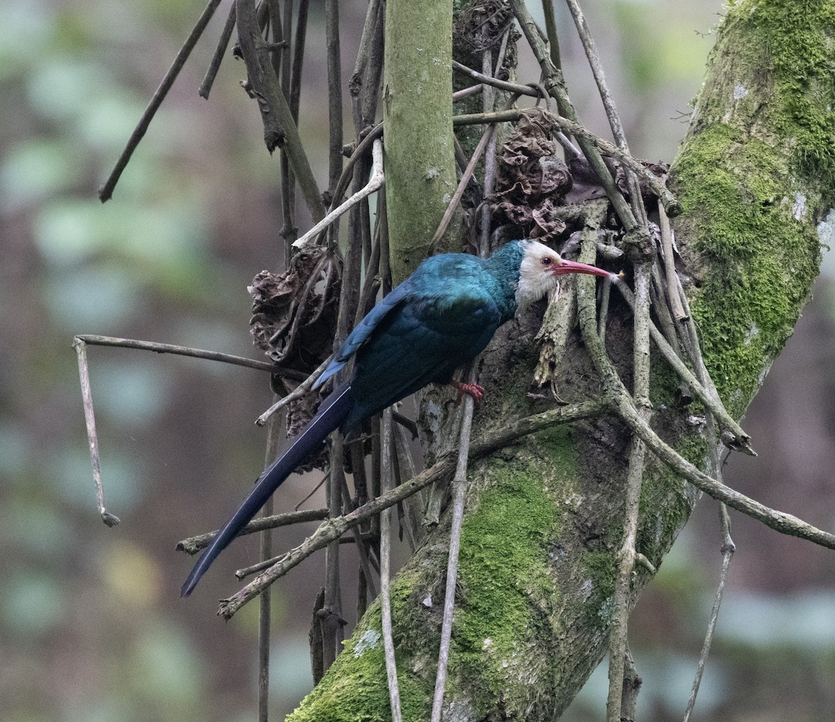 White-headed Woodhoopoe (bollei/jacksoni) - ML647492559