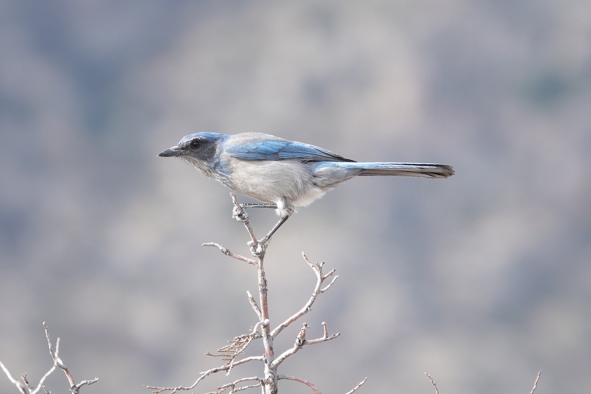 Woodhouse's Scrub-Jay - ML647492560
