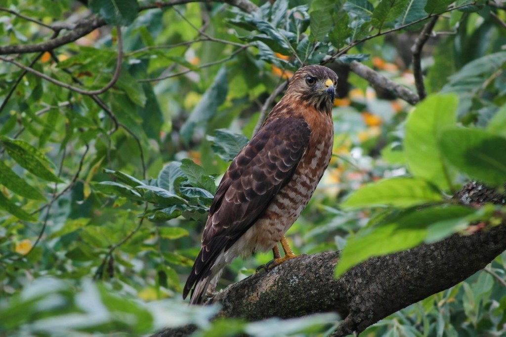 Broad-winged Hawk - ML647492561