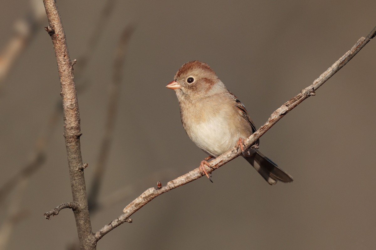 Field Sparrow - ML647492580