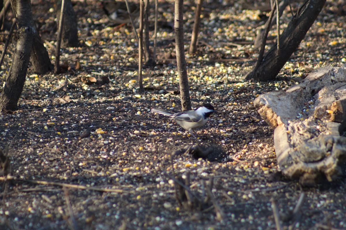 Black-capped Chickadee - ML647492591