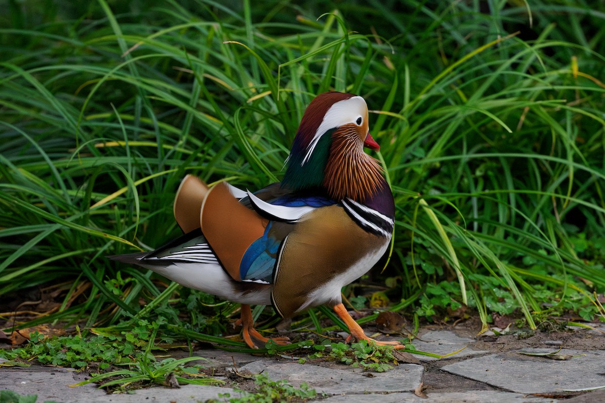 Mandarin Duck - ML647492606