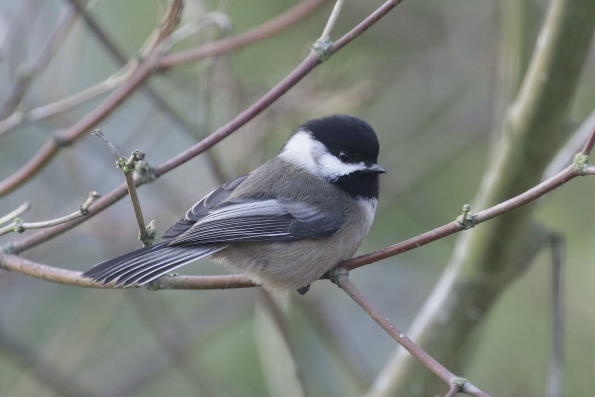 Black-capped Chickadee - ML647492613
