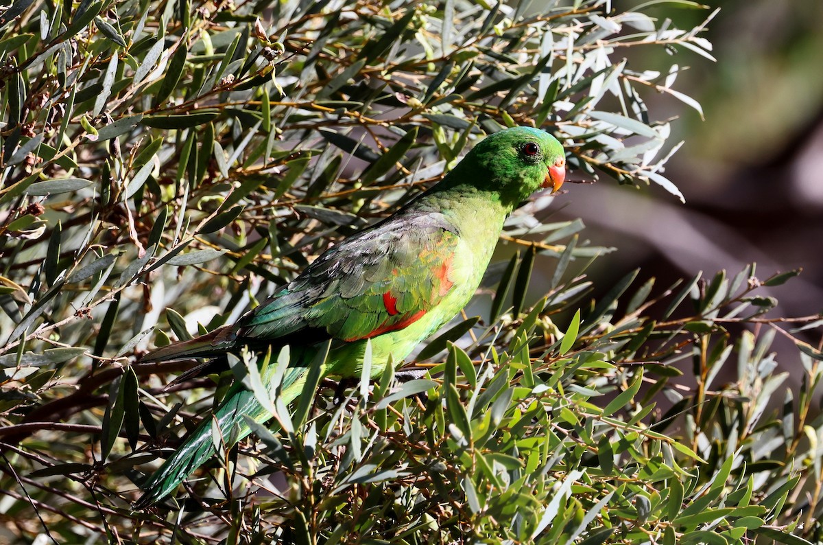 Red-winged Parrot - ML647492625