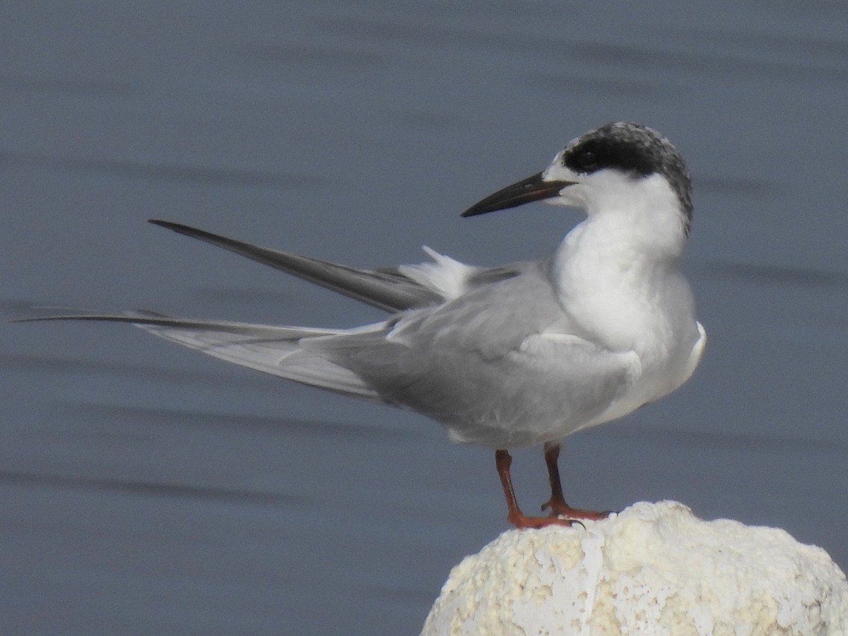 Forster's Tern - ML647492630