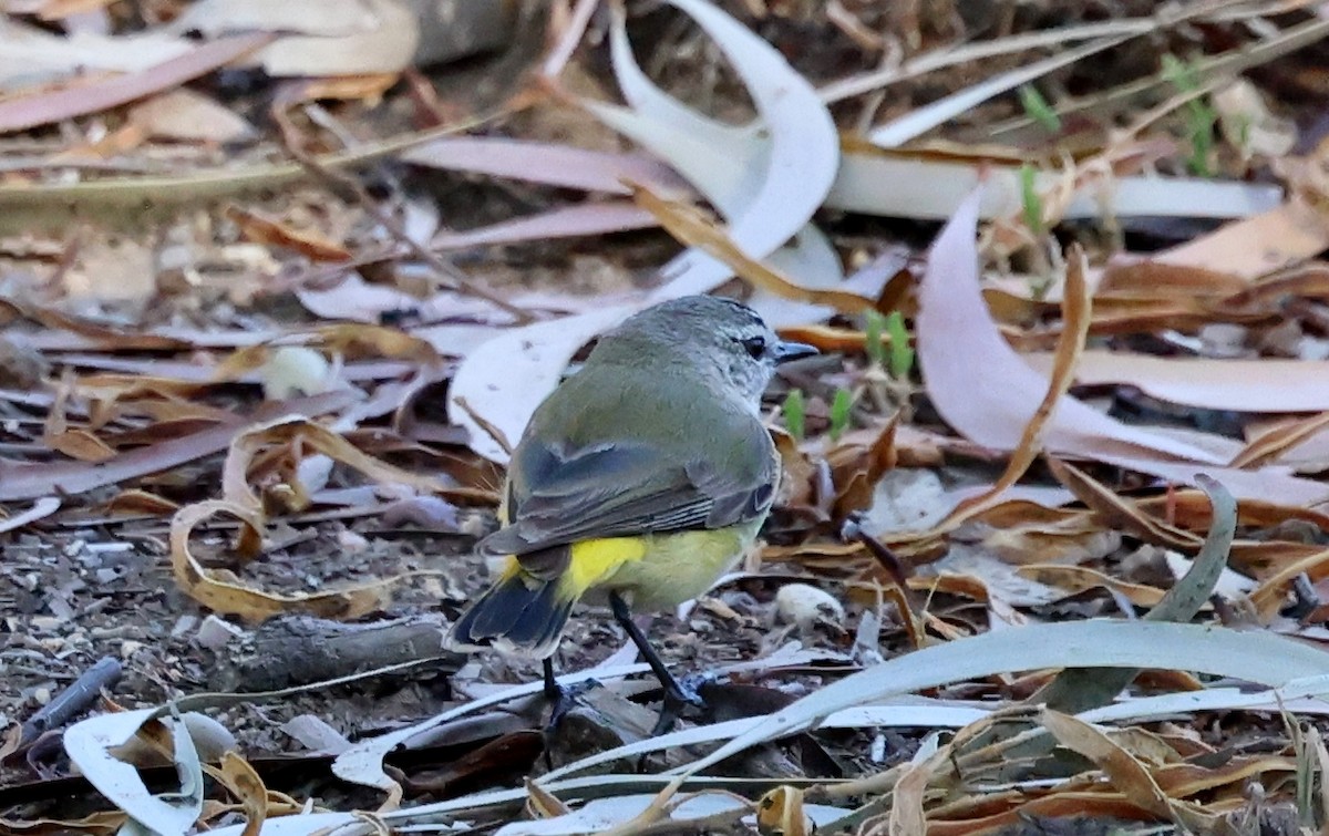 Yellow-rumped Thornbill - ML647492632