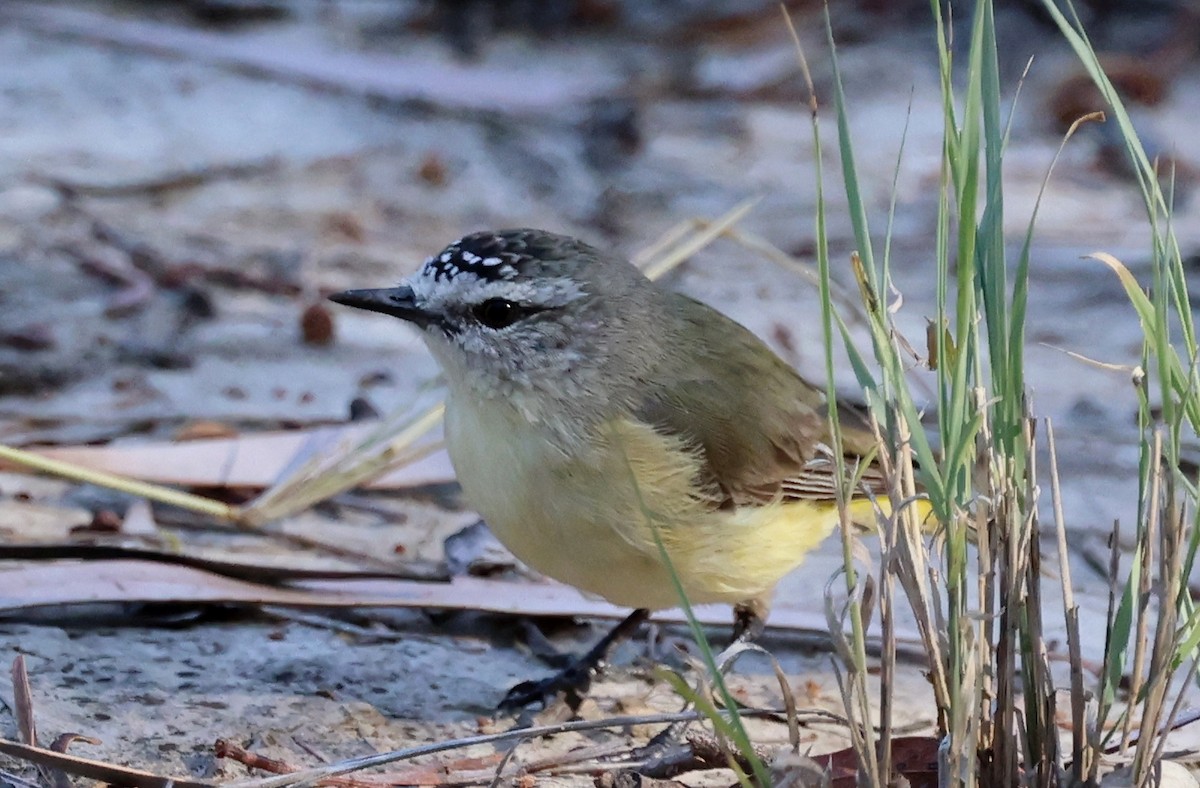 Yellow-rumped Thornbill - ML647492638