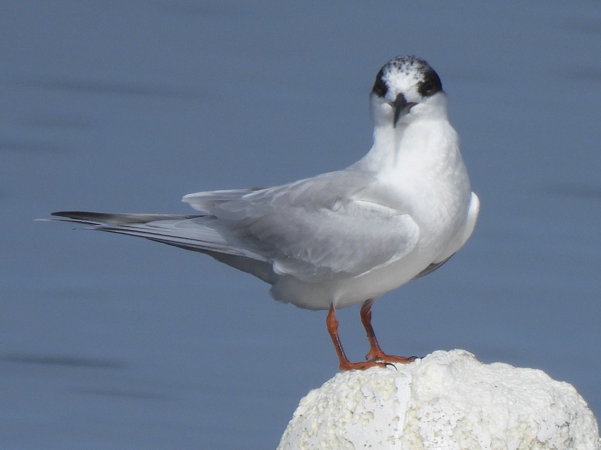 Forster's Tern - ML647492664