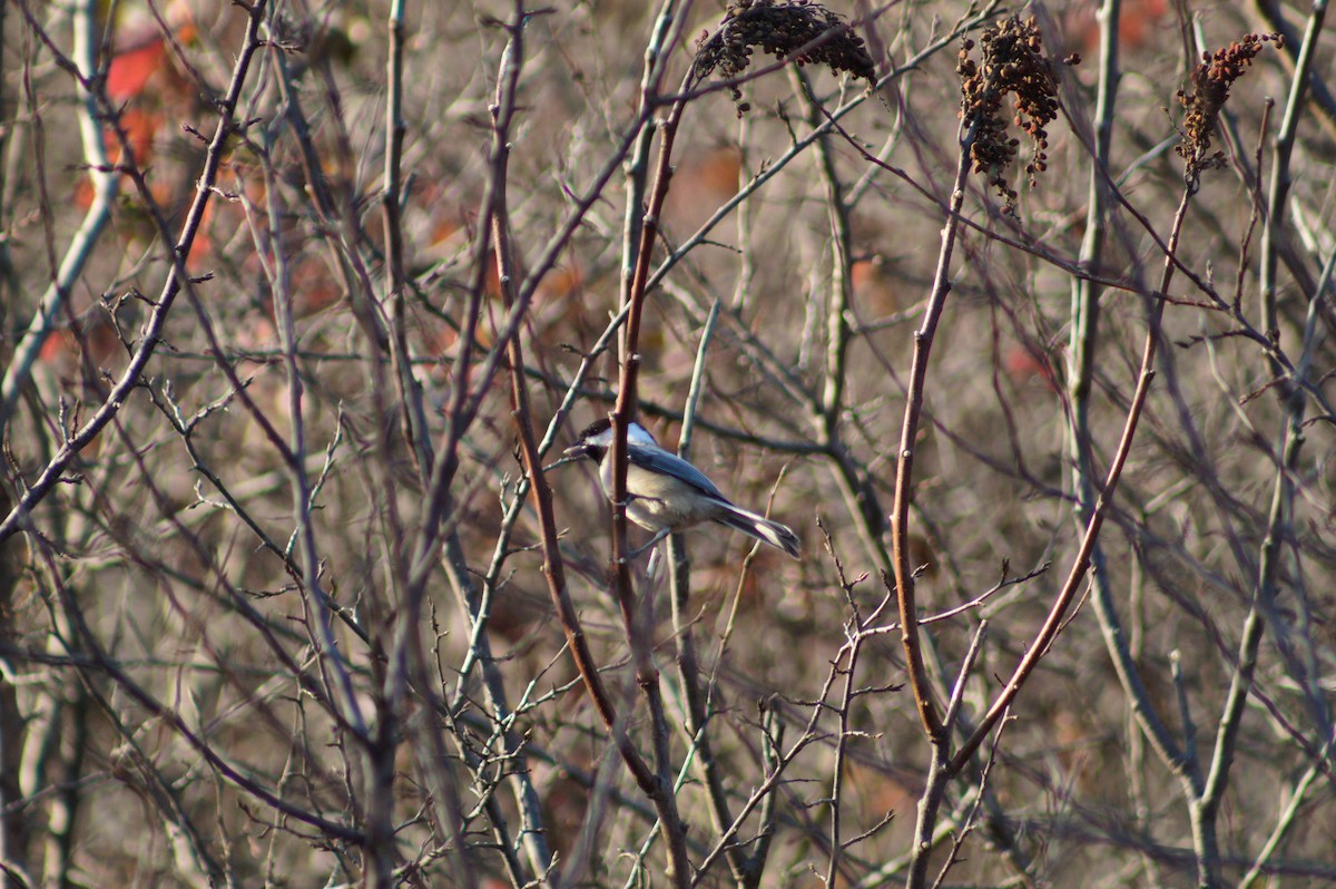 Black-capped Chickadee - ML647492672