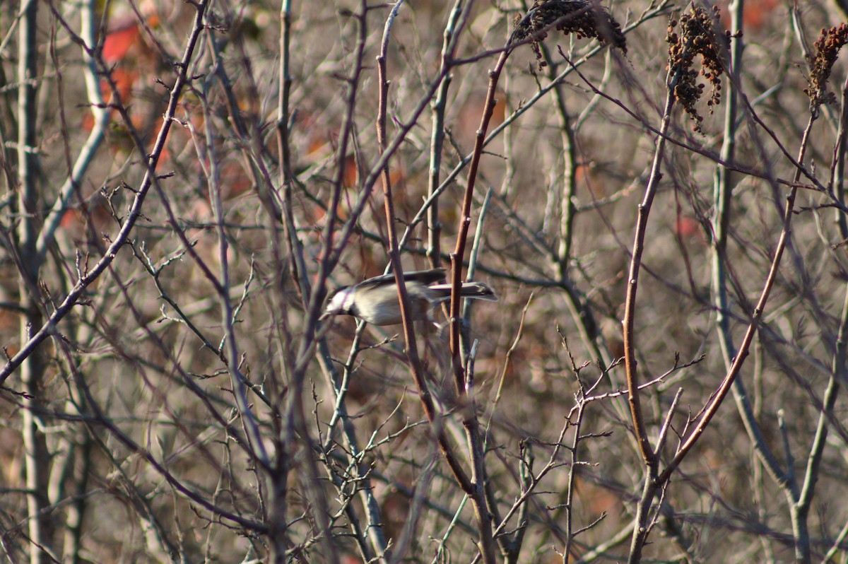 Black-capped Chickadee - ML647492673
