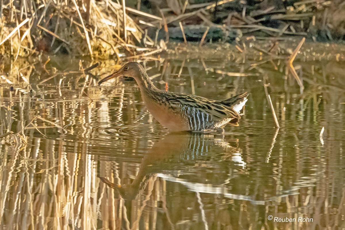 King Rail - ML647492679