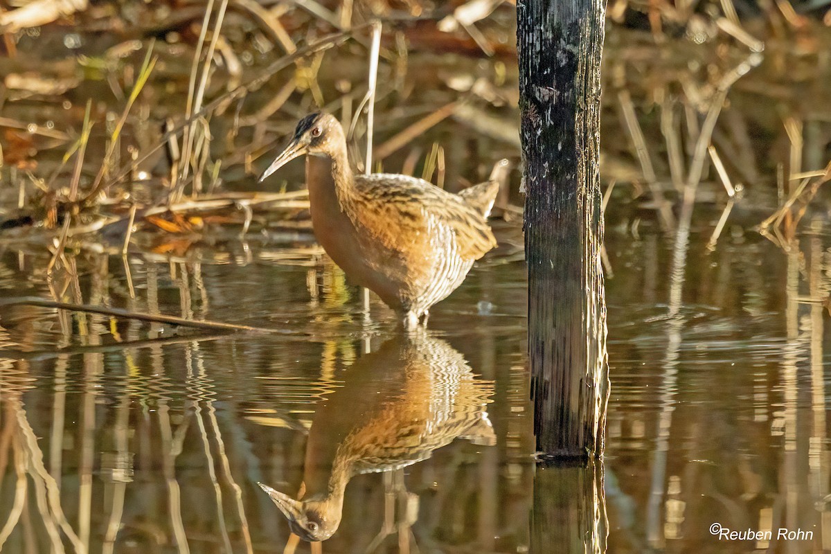 King Rail - ML647492680