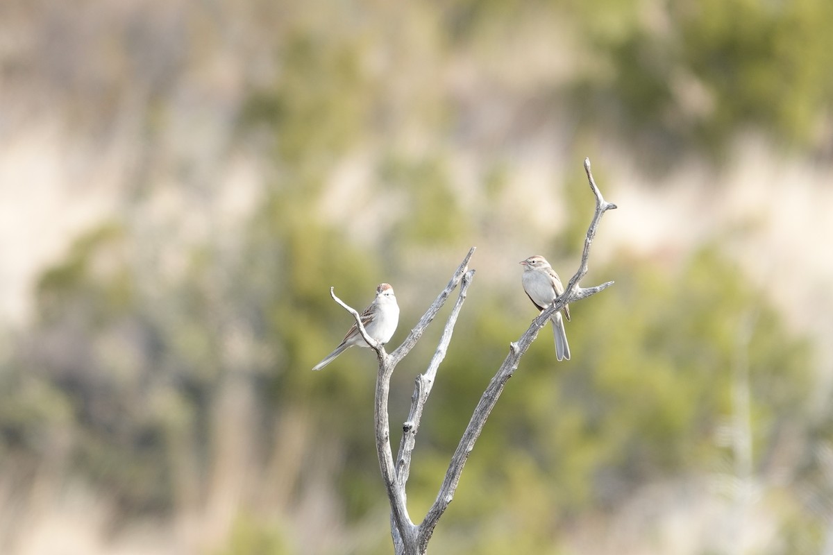 Chipping Sparrow - ML647492690