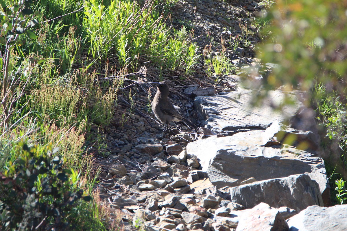 Gray Currawong - ML647492693