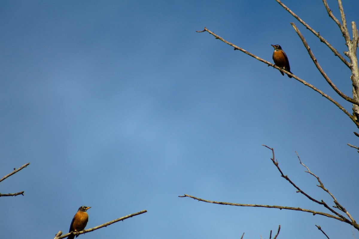 American Robin - ML647492694