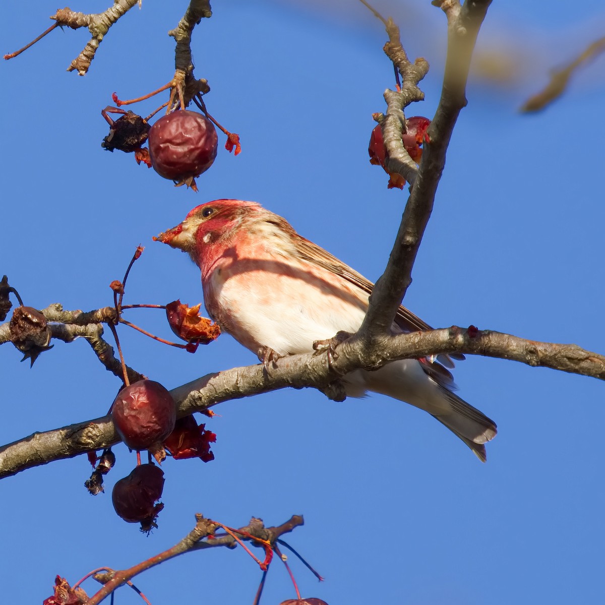 Purple Finch - ML647492702