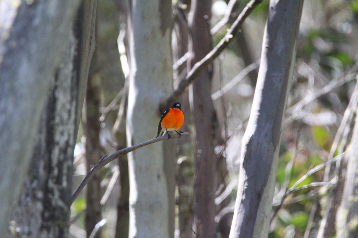 Flame Robin - ML647492709