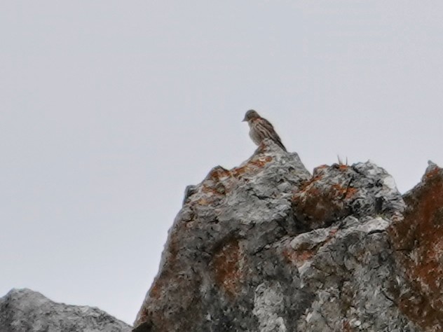 Rock Sparrow - ML647492717