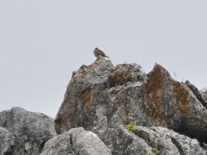 Rock Sparrow - ML647492718