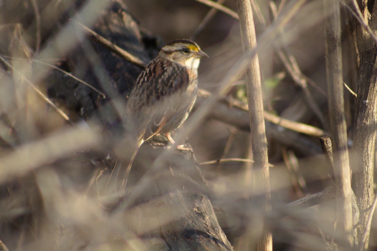 White-throated Sparrow - ML647492720