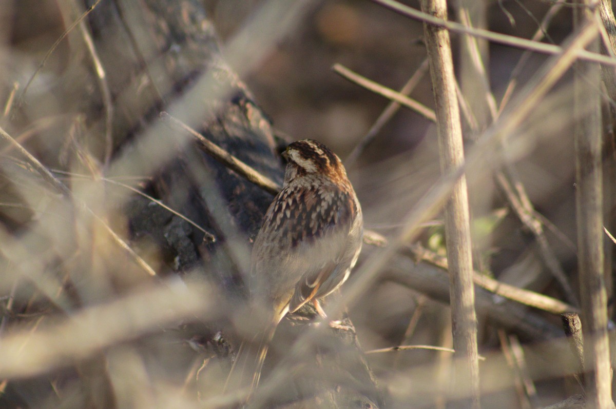 White-throated Sparrow - ML647492723
