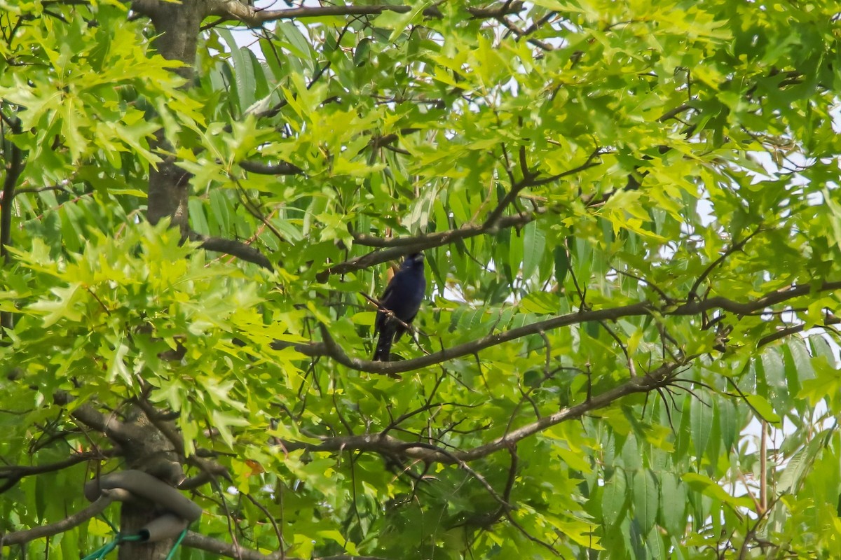 Скригнатка синя - ML647492725