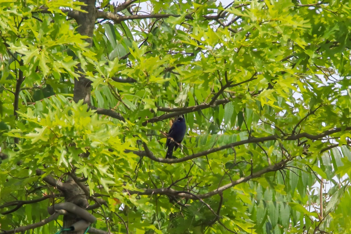 Скригнатка синя - ML647492726