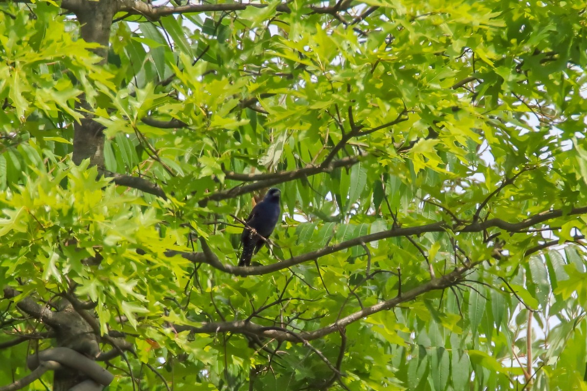 Скригнатка синя - ML647492727