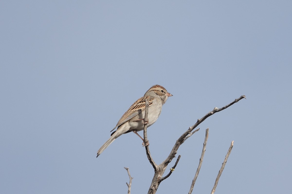 Chipping Sparrow - ML647492731