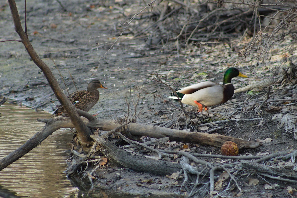 綠頭鴨 - ML647492732