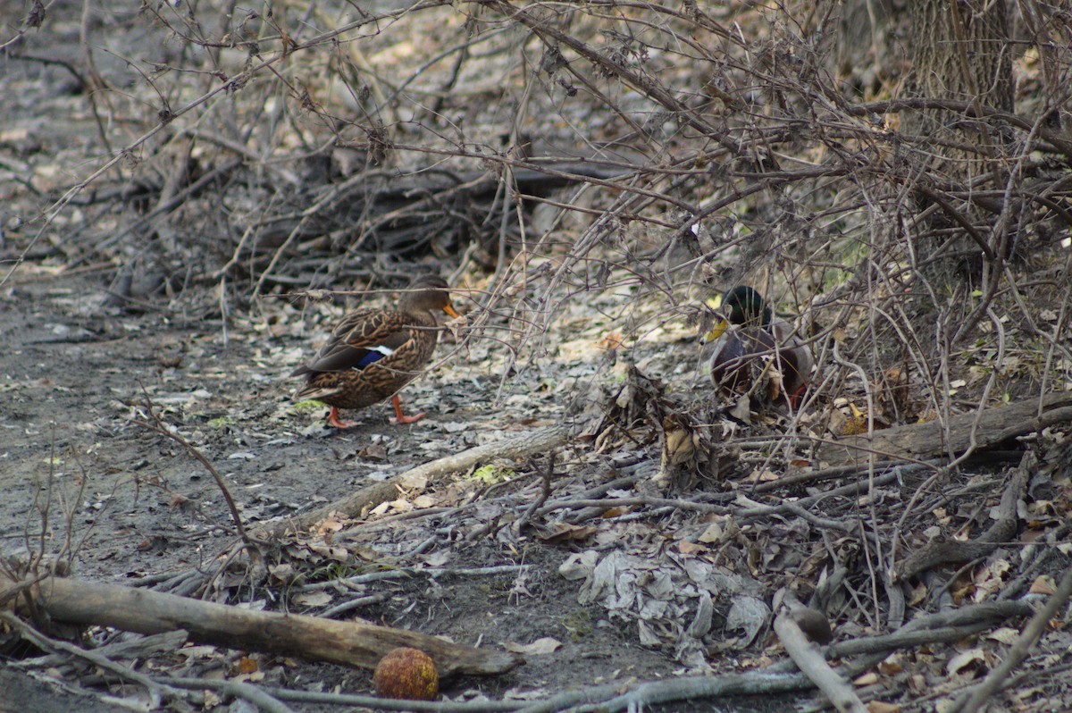 綠頭鴨 - ML647492735