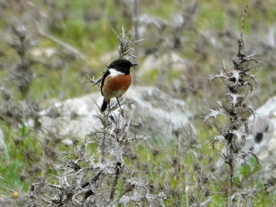 European Stonechat - ML647492737