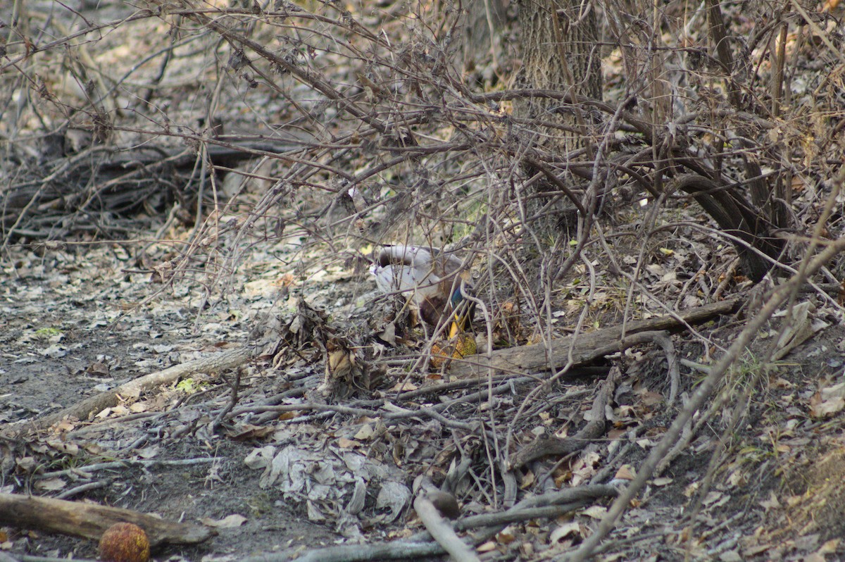 綠頭鴨 - ML647492738