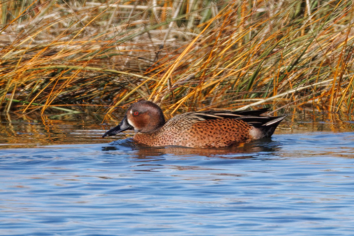Blue-winged x Cinnamon Teal (hybrid) - ML647492741