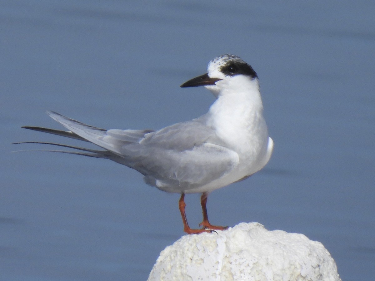 Forster's Tern - ML647492749