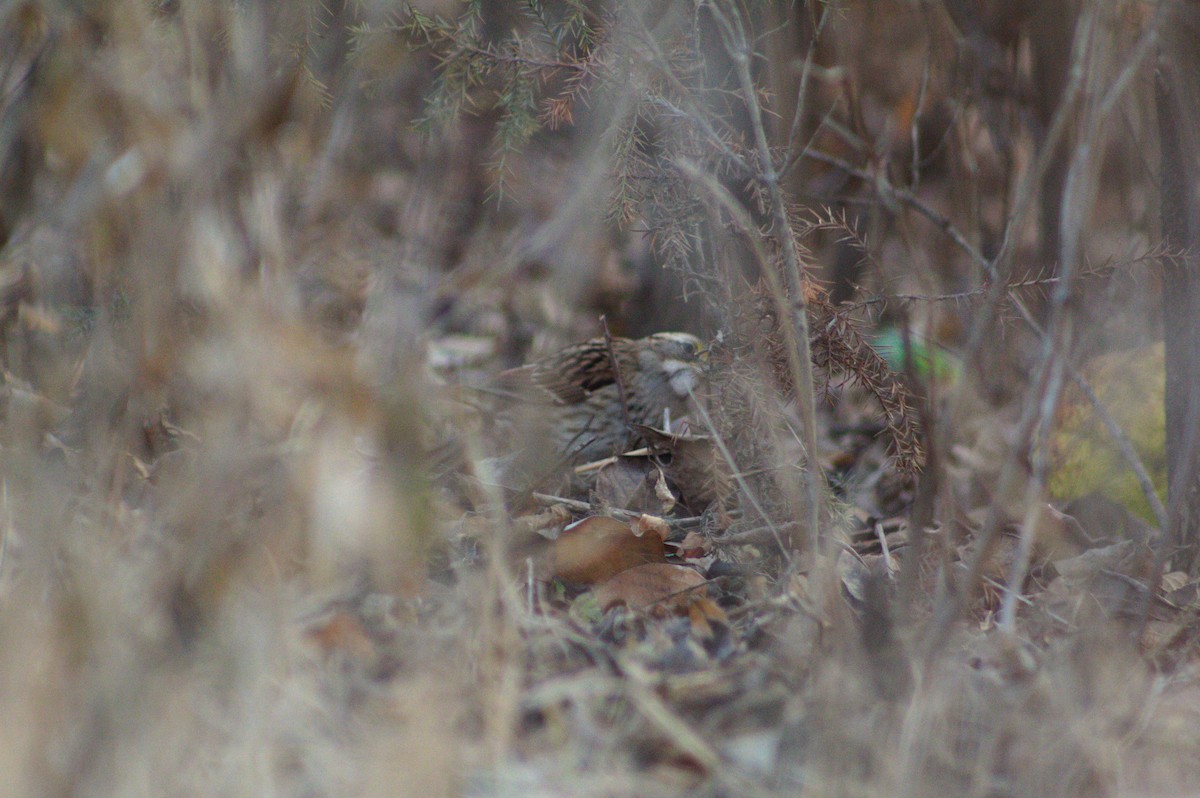 White-throated Sparrow - ML647492756