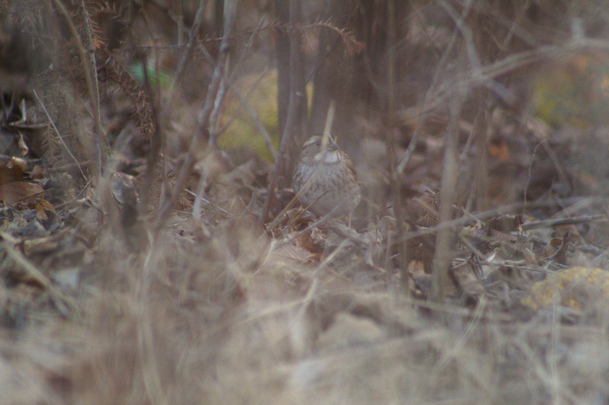 White-throated Sparrow - ML647492757
