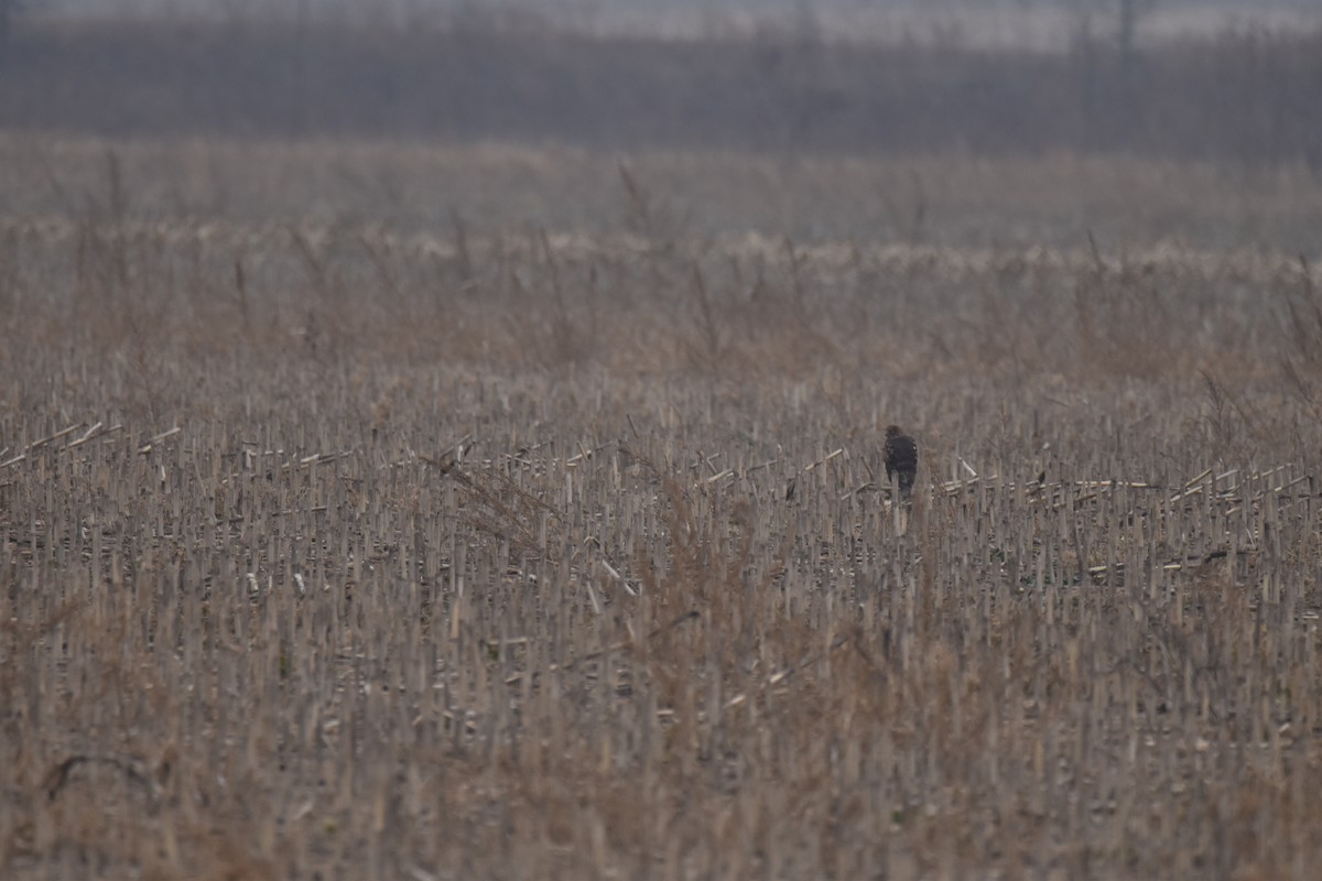 Northern Harrier - ML647492769