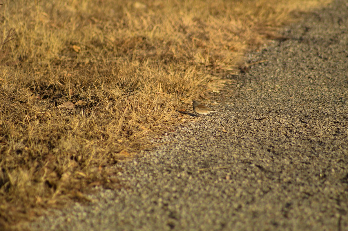 Dark-eyed Junco - ML647492776