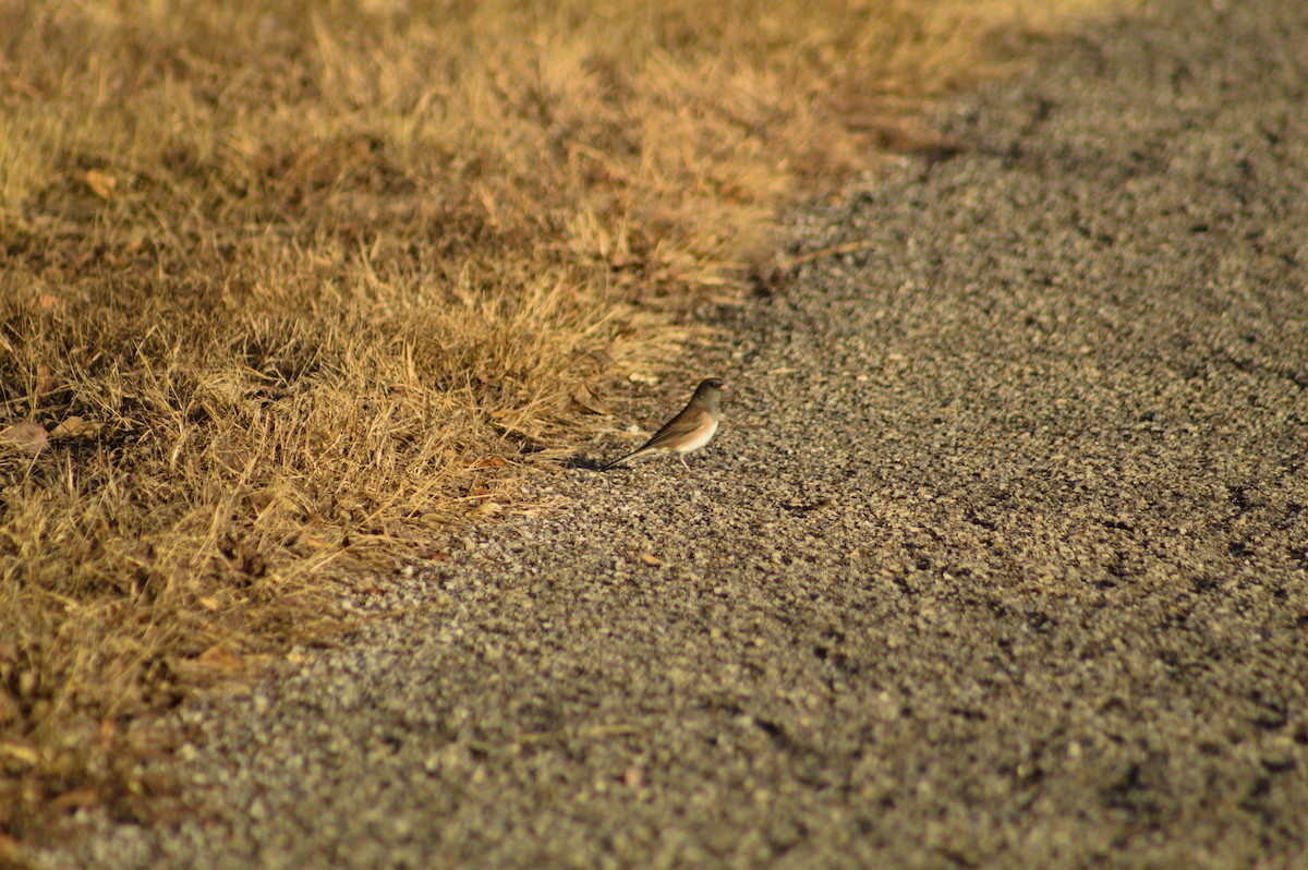 Dark-eyed Junco - ML647492779