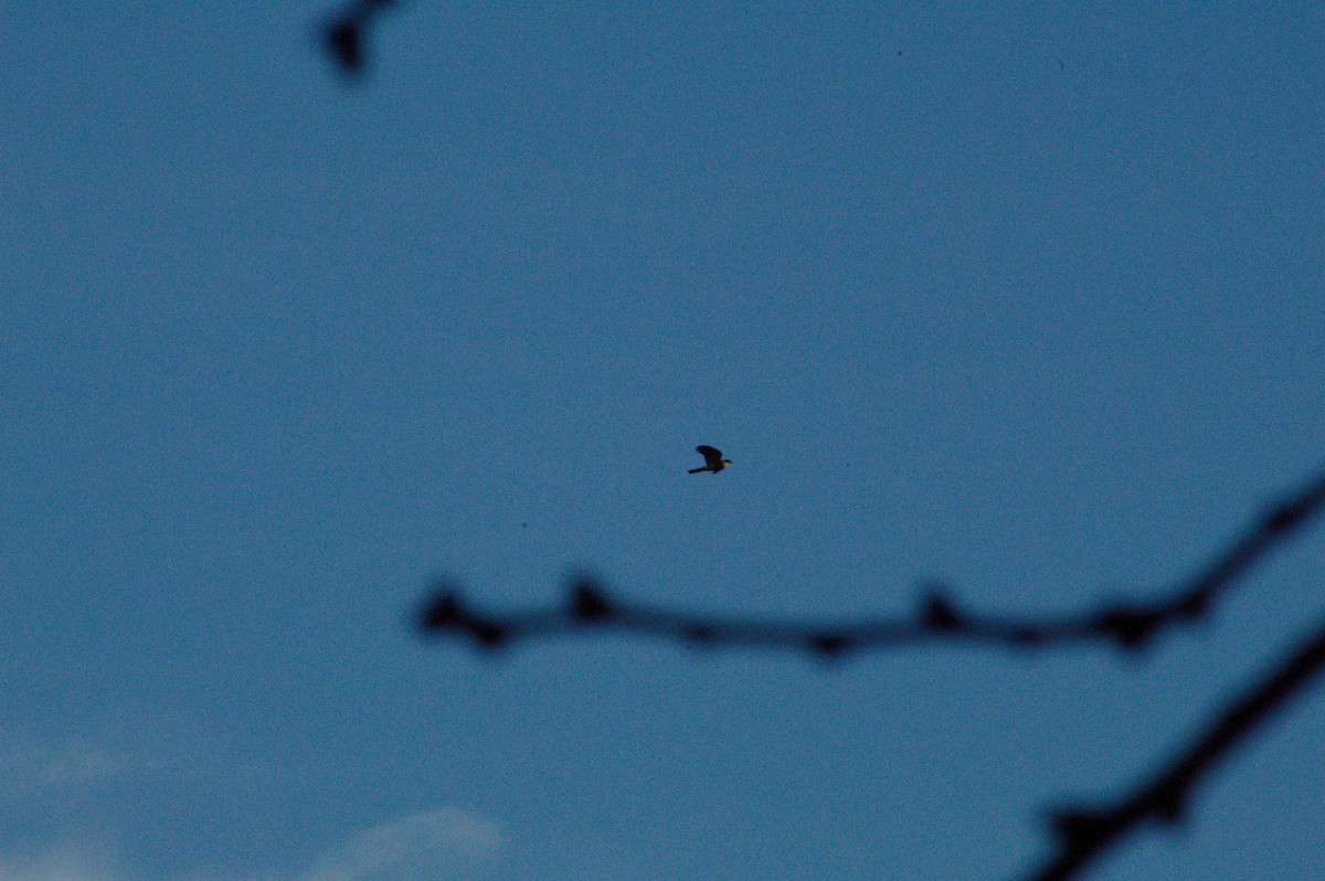 Sharp-shinned Hawk - ML647492783